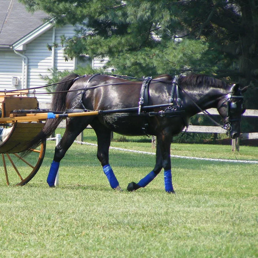 A horse in harness pulling a two wheel cart at Nearaway Farm