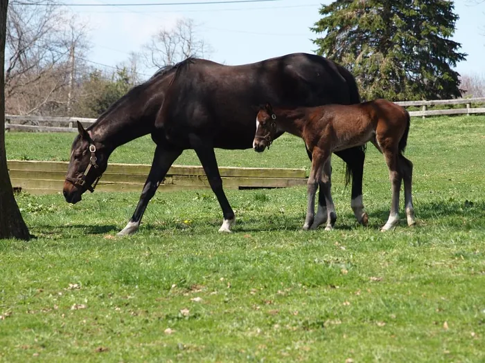 A Thoroughbred mare grazing with her foal beside her in a paddock