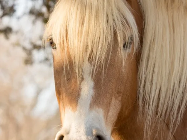 A palomino with a flaxen mane and forelock